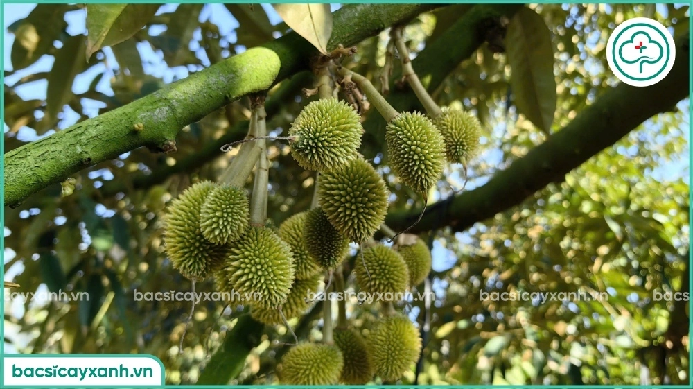 Xử lý rụng trái sầu riêng